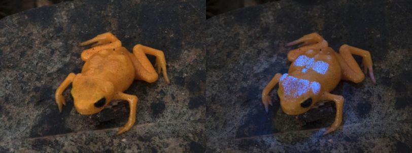 え、そこ光るの？ 恋人を探すために「骨」を発光させるカエルがいる