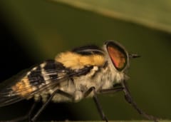 虫除け革命！　牛を「シマウマ柄」にするだけで害虫が寄らなくなるという研究の画像 2/4