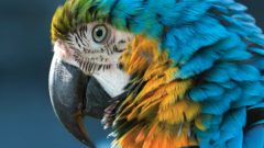 なぜ青い生物は少ないのか？の画像 1/25