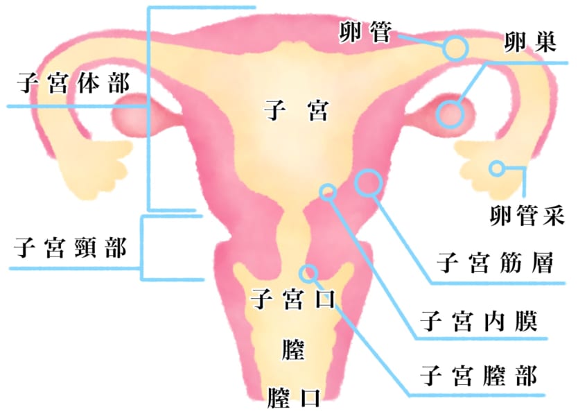 子宮は認知能力に影響する？ 妊娠・出産以外の子宮の意外な役割とは？