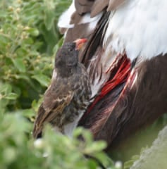 吸血する鳥フィンチ、血を吸うのは進化ではない？の画像 1/2