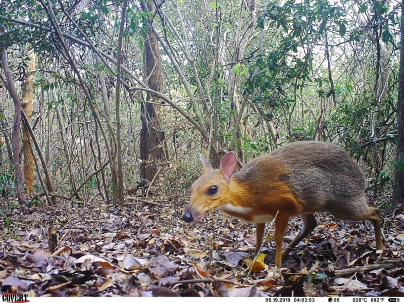 絶滅したはずの「シカ」が30年ぶりに姿をあらわす（ベトナム）