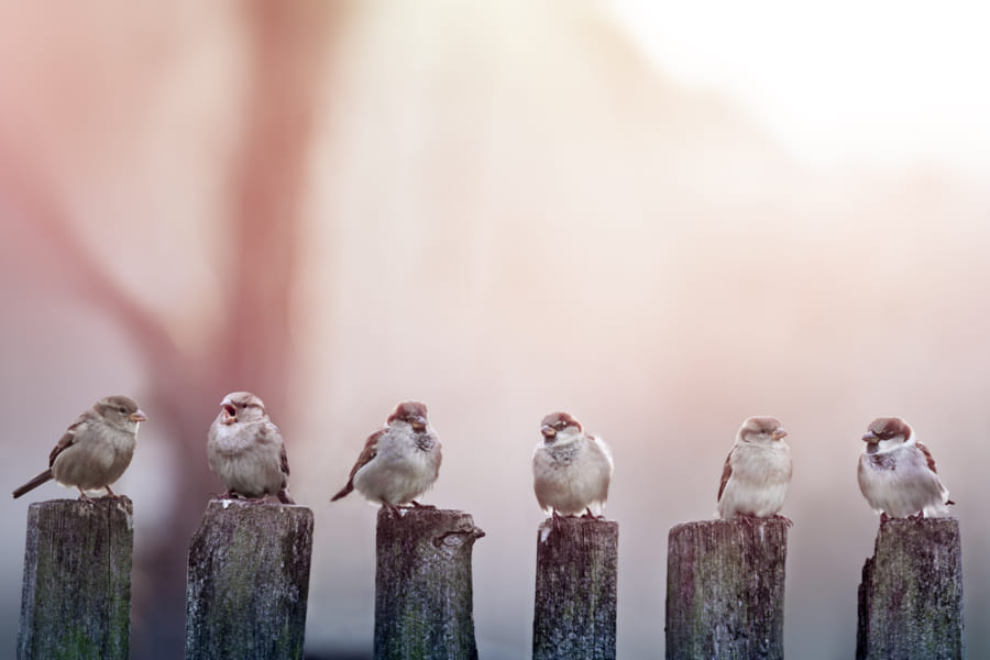 常識だった「鳥のフンが落ちにくいのは尿酸のせい」を覆す新事実が発覚