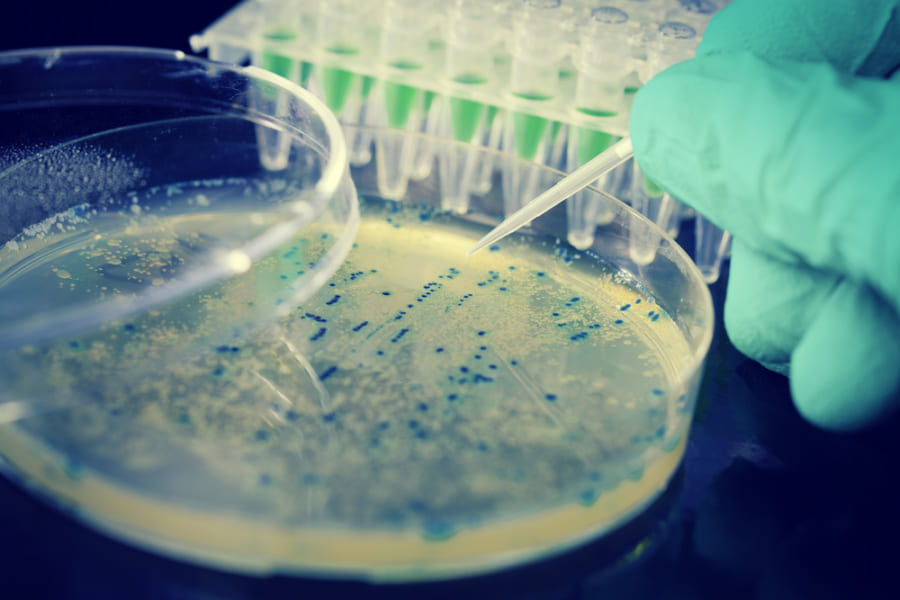 ゲノム編集による「完全合成生物」が誕生！ 　なぜか海外ケモナーが歓喜