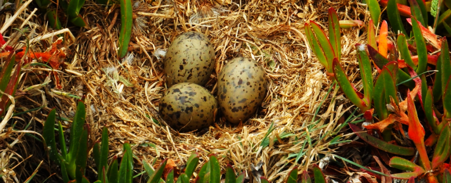 鳥のヒナは「卵の中」から危険を伝えあっていた