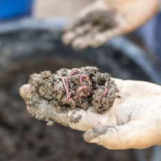 地中のマイクロプラスチックでミミズの体重が減少、農業へ悪影響が？の画像 1/3