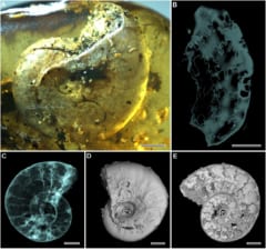 なんで!?　太古の樹液から一億年前の海の生き物「アンモナイト」を発見！の画像 3/3