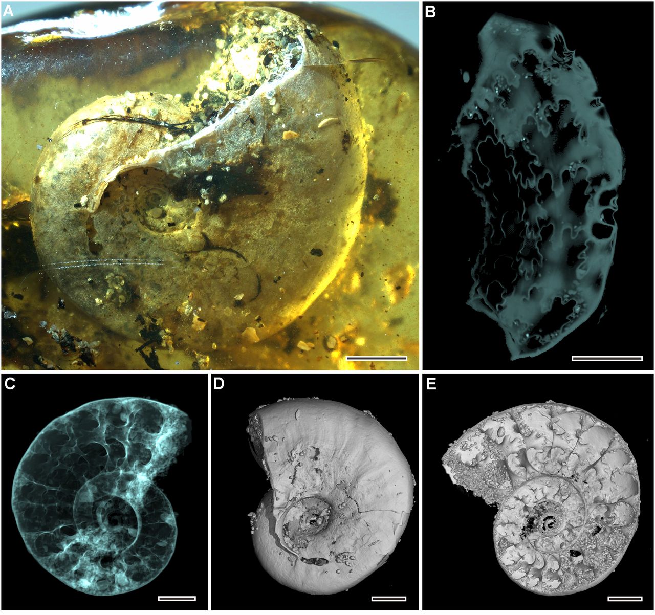 なんで!?　太古の樹液から一億年前の海の生き物「アンモナイト」を発見！の画像 3/3