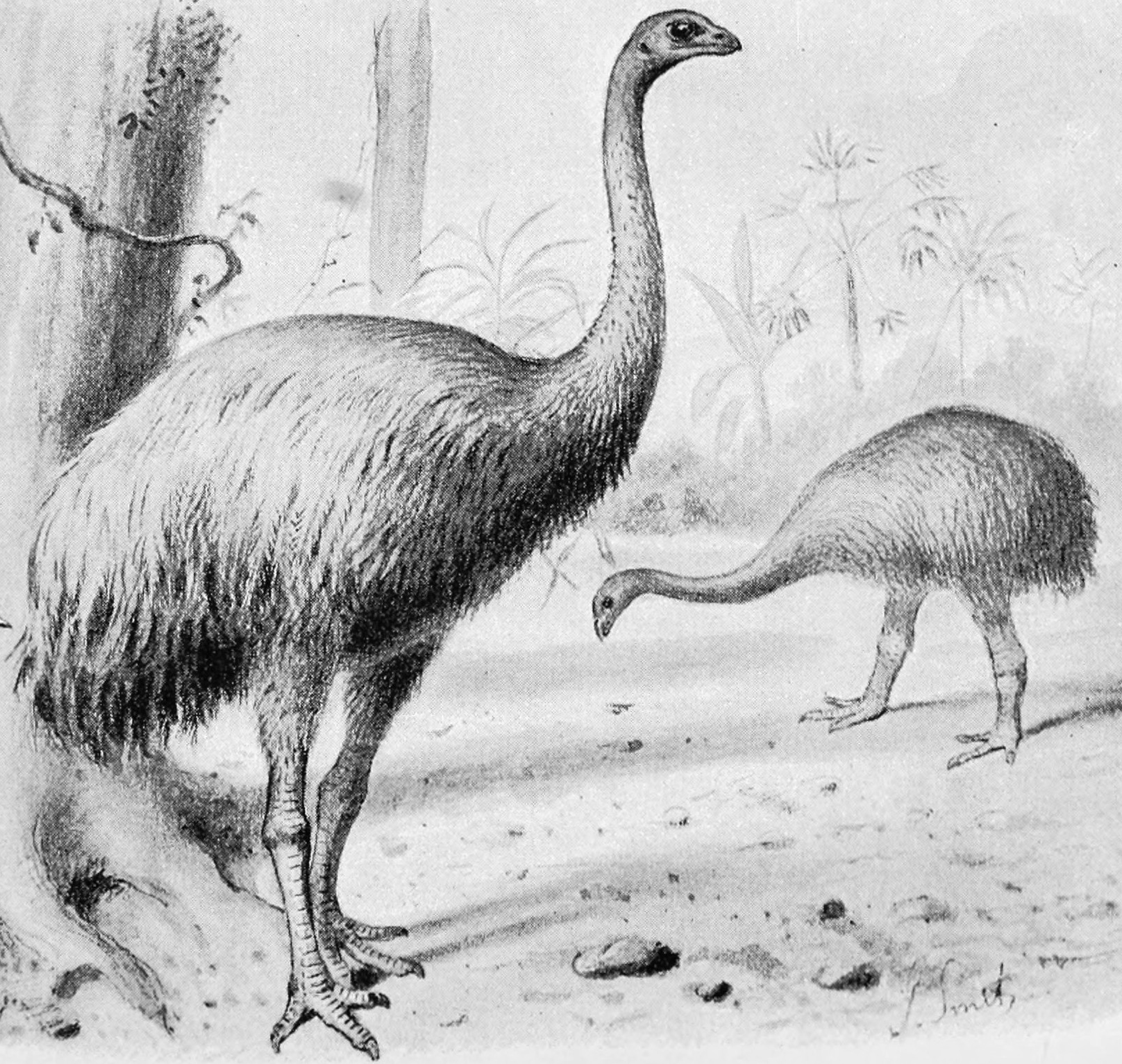 体長1Mのモンスター級「オウム」が古代に存在 共食いも?の画像 2/4