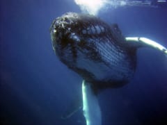 泡をアミにして「漁」をするクジラが賢すぎるの画像 1/4