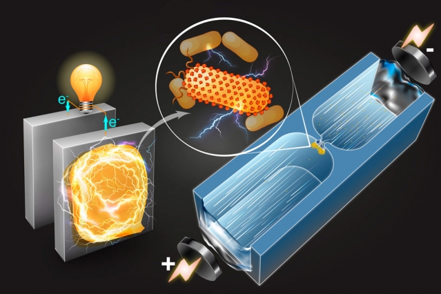 「電気を生む細菌」を簡単に特定してしまう新技術をMITが発明！バイオ住宅への応用に期待