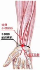 あなたはどっち？ 自分の手首で「進化したタイプ」かどうかがわかるの画像 2/2