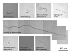 500人を殺せるヒ素濃度の湖でも元気ハツラツな線虫を発見の画像 3/3