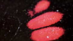 なぜ青い生物は少ないのか？の画像 5/25