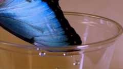 なぜ青い生物は少ないのか？の画像 15/25