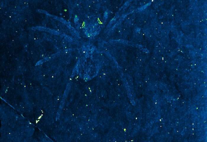 瞳がキラリ。 三日月のように光る瞳を持つ奇妙なクモの化石が発見される