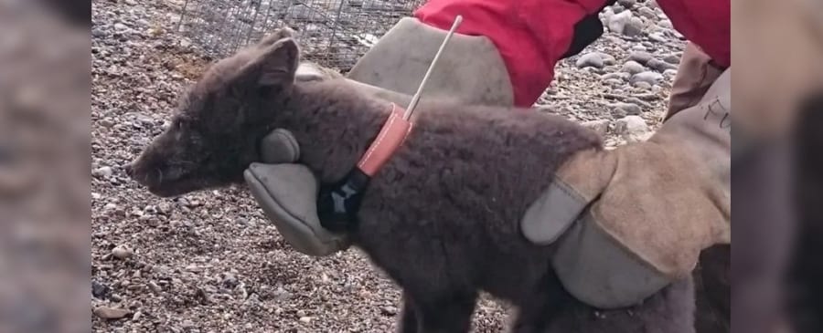 1歳なのに3500kmを76日で横断した驚異的なホッキョクキツネ
