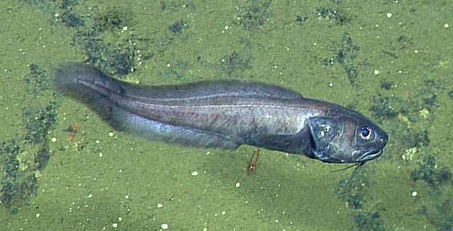 未知の生態!?　ほぼ酸素ゼロの深海で魚の群れが発見される