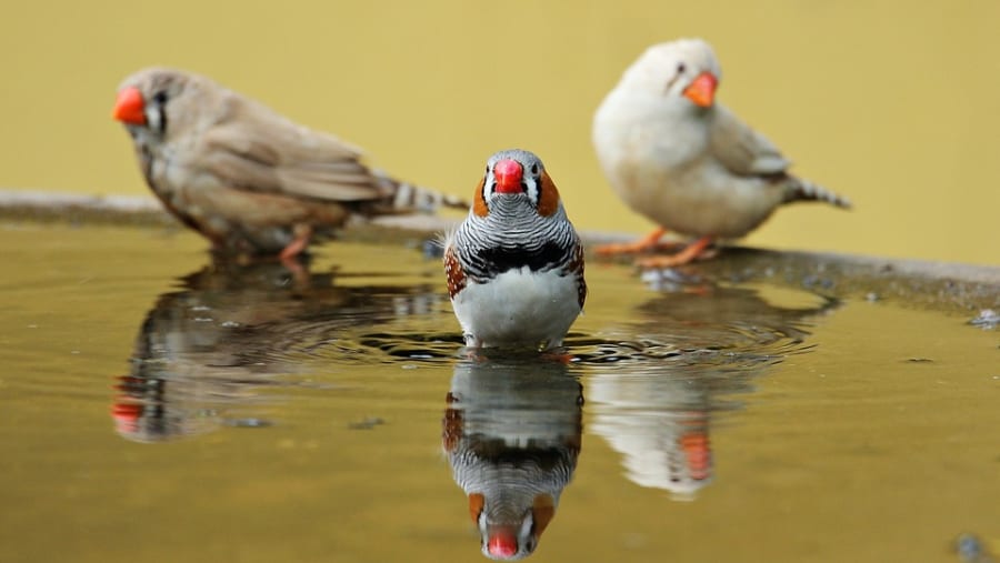 鳥の脳にニセの「記憶」を埋め込むことに成功