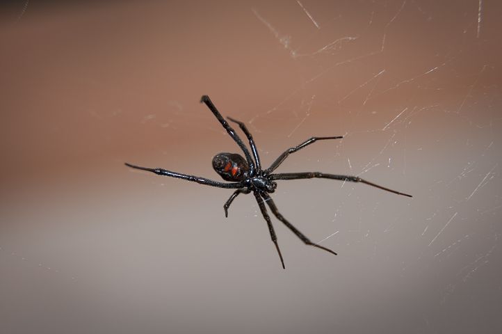 強靭な「クモの糸」の秘密が明かされる。繊維業界に革命？