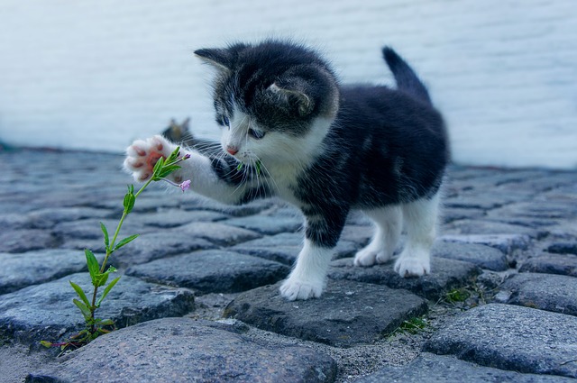 「猫の目」はなぜ特別なのか？の画像 3/3