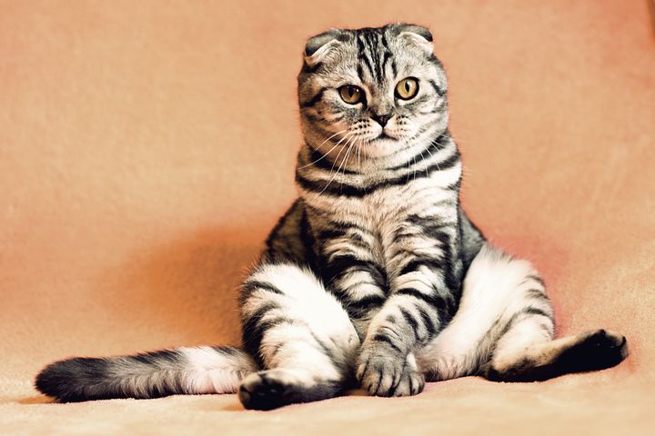 なぜネコはヴァイキングの時代に巨大化したのか？