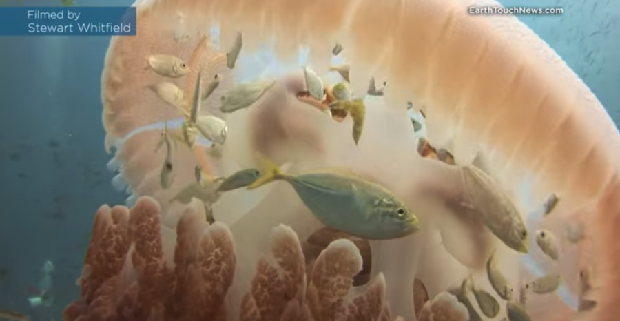 小さな魚がクラゲの傘に隠れる理由とは？