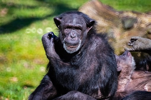 チンパンジーもカニが好き！京大グループが初観察