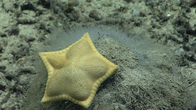 パスタのような謎のヒトデが発見される