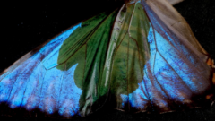 なぜ青い生物は少ないのか？の画像 12/25