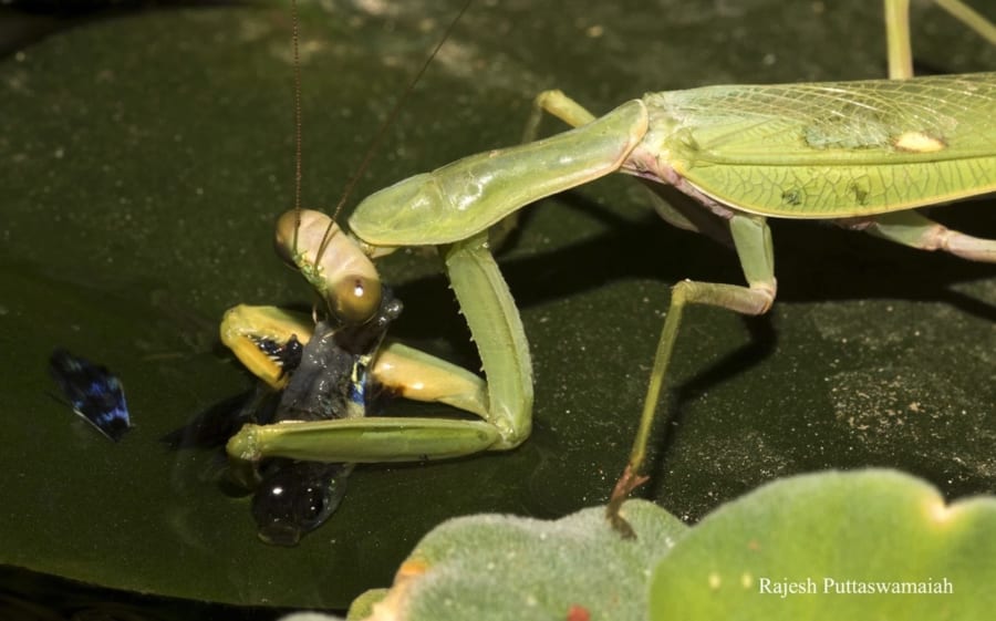 魚狩りをするカマキリを初観測！ カマキリは「新しい狩り方法」を編み出せる？