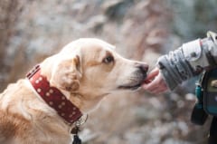 犬が人間の表情を理解しているという研究の画像 1/2