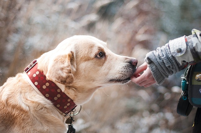 犬が人間の表情を理解しているという研究