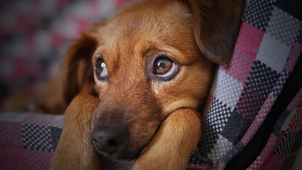 飼い主がストレスを感じると犬のストレスレベルも上昇する