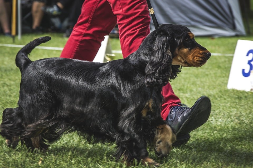 原因不明！犬の突然死がノルウェーで続出中の画像 2/3