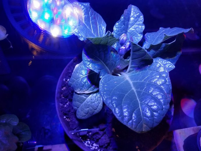 「悲鳴を聞くと死ぬ」マンドラゴラが15年ぶりの開花！ 育成者に伝説の植物になった理由を聞いてみた