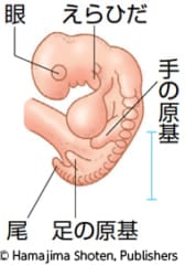 アソコから授乳できる珍しい症例が報告される　原因は進化の名残の画像 2/3