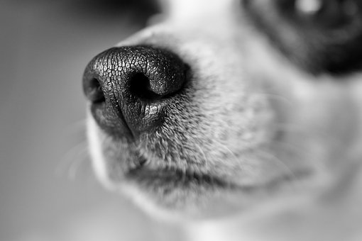 犬が「病気」を嗅ぎ当てる！？ てんかん発作が「におい」で予知できることがわかる