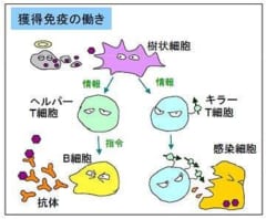 110歳以上の長寿に特殊な「免疫システム」を発見！元気の秘訣は遺伝子だった？の画像 3/4