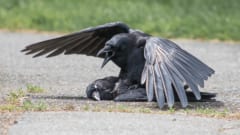 カラスはなぜ死姦するのか？ カラスによる「ネクロフィリア」の衝撃映像が公開されるの画像 1/2