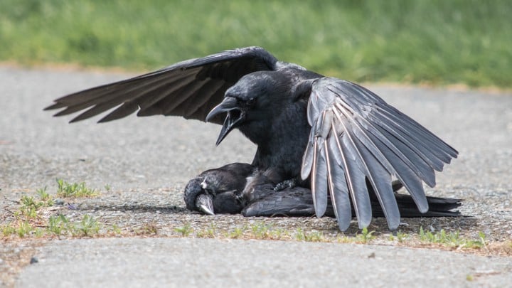 カラスはなぜ死姦するのか？ カラスによる「ネクロフィリア」の衝撃映像が公開される