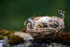 鳥の卵の色が豊富すぎる謎、新しい研究で判明するの画像 3/3