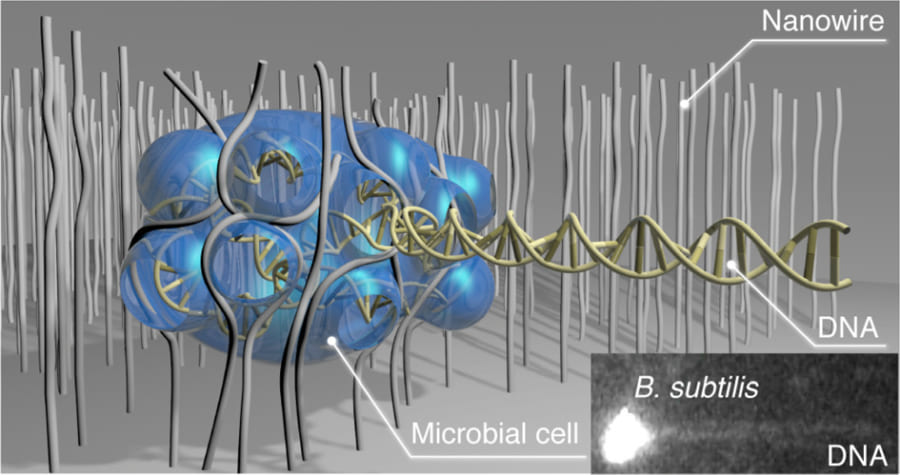 微生物を破砕する新手法が登場！ 使うのはワイヤー！？