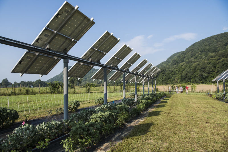 発電しながら作物育成。農家の救世主になるかもしれないソーラーシェアリングとは