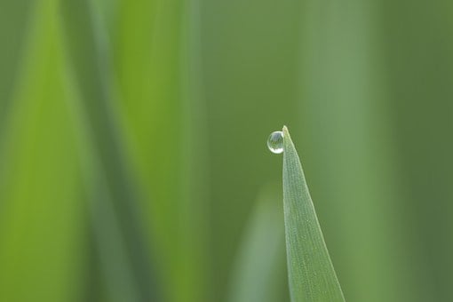 植物が「くしゃみ」をすると厄介なものが広がるという研究