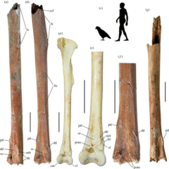 体長1Mのモンスター級「オウム」が古代に存在　共食いも？の画像 3/4