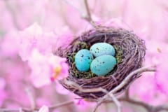 鳥の卵の色が豊富すぎる謎、新しい研究で判明するの画像 2/3