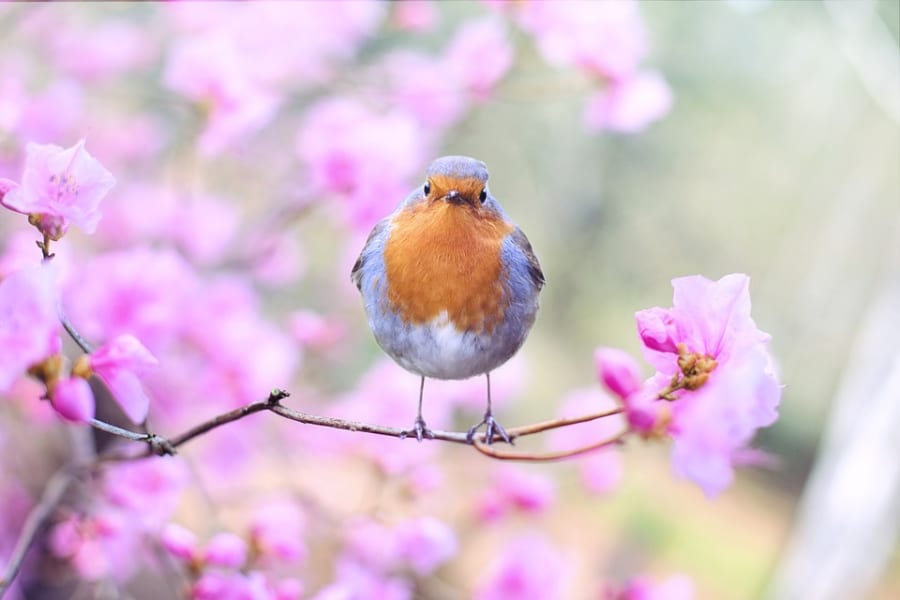 メスの鳥がオスに求める条件は、歌の上手さより「知性」だったと判明