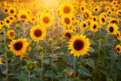 自動的に太陽の方向を向く「人工ひまわり太陽光パネル」が発明されるの画像 1/2