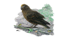 体長1Mのモンスター級「オウム」が古代に存在　共食いも？の画像 1/4